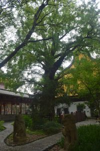 新塍镇能仁寺古银杏树