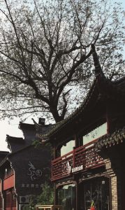 梅湾街古榉树