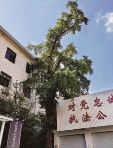 楞严寺古银杏树