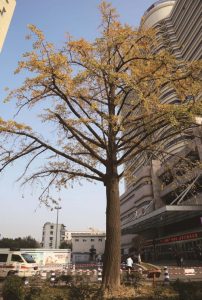 原天宁寺古银杏树