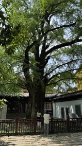 新塍镇能仁寺古银杏树