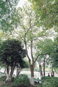 三角槭|小瀛洲