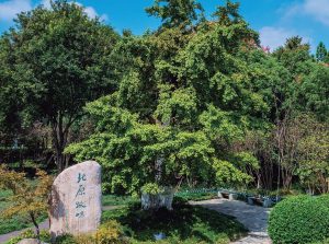 东湖|银杏