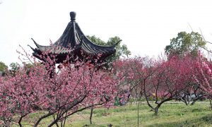 王店|古梅花