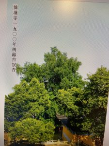 仙顶寺古银杏