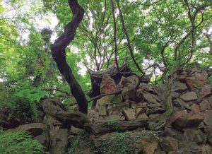 绮园|紫藤