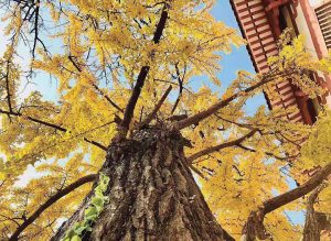 银杏|普光寺