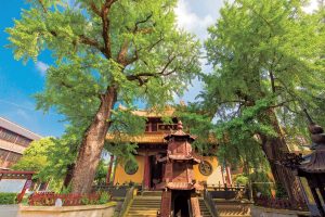 栖真寺|双姝杏