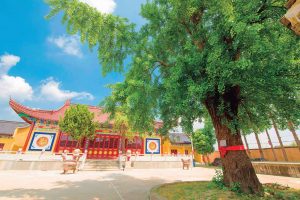 梵音寺|古银杏