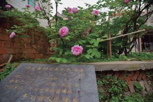 乍浦|牡丹