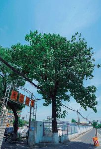 白花泡桐|民丰造纸厂