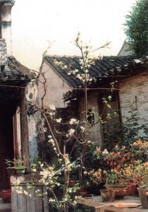 百年杜鹃