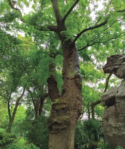 绮园|皂角树