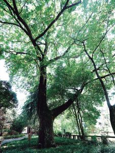 能仁寺|枫杨