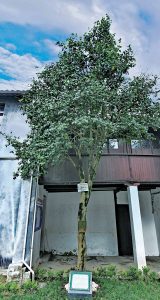 茶树|兴善寺