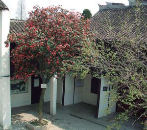 茶花|兴善寺
