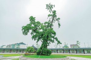 庄基村|古银杏