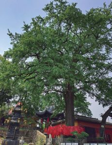 云岫庵|银杏