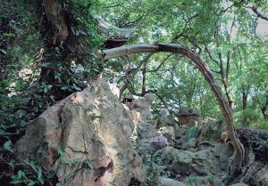 绮园|雀梅藤