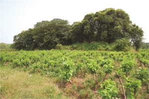 曹墩遗址|余新