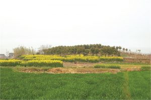 白坟墩遗址|凤桥