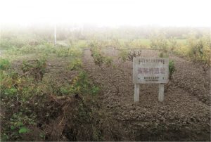 雀幕桥遗址|七星